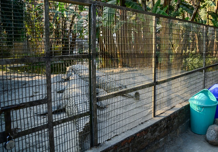 Amo Chhu Crocodile Breeding Centre